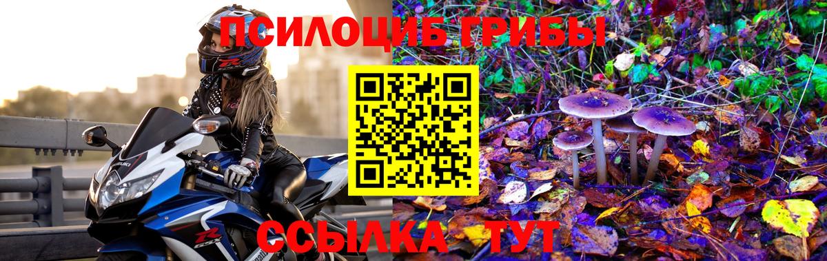 Зеленогорск  где можно купить   Вход с VPN  Псилоцибиновые грибы GOLDEN TEACHER  Псилоцибиновые грибы прущие грибы 